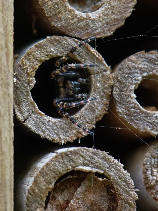 Framed Print : Walnut orb-weaver spider (Nuctenea umbratica) female, emerging from an insect hotel, Wiltshire, UK. May Framed Print : Walnut orb-weaver spider (Nuctenea umbratica) female, emerging from an insect hotel, Wiltshire, UK. May