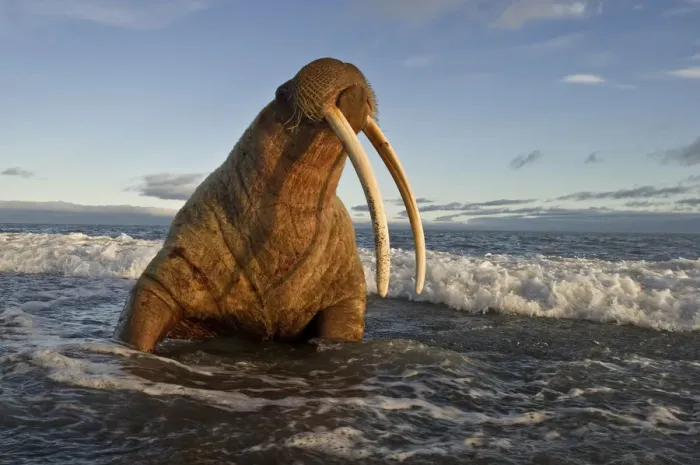 Framed Print : Walrus (Odobenus rosmarus) on coast of Wrangel Island, Far Eastern Russia, September Framed Print : Walrus (Odobenus rosmarus) on coast of Wrangel Island, Far Eastern Russia, September
