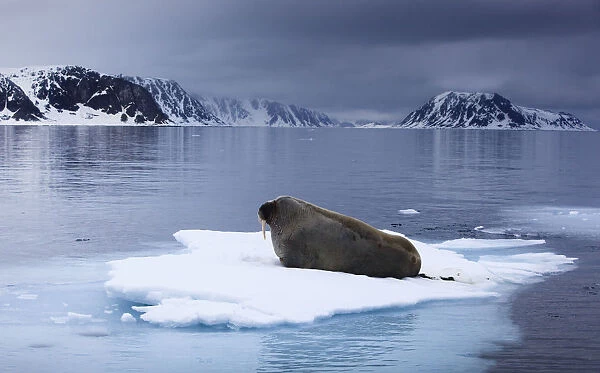 Walrus (Odobenus rosmarus) lying on ice, Spitsbergen, Svalbard, Norway, June 2009