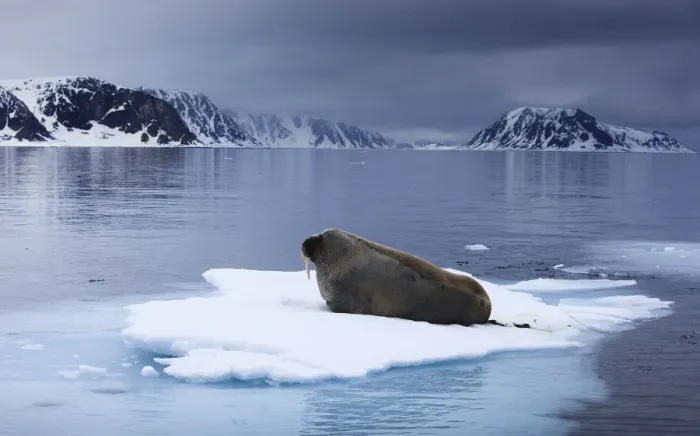 Framed Print : Walrus (Odobenus rosmarus) lying on ice, Spitsbergen, Svalbard, Norway, June 2009 Framed Print : Walrus (Odobenus rosmarus) lying on ice, Spitsbergen, Svalbard, Norway, June 2009
