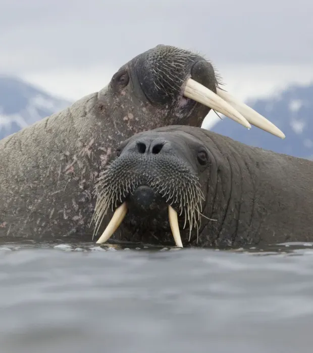 Framed Print : Walrus (Odobenus rosmarus) pair in shallow water, Richardlagunen, Forlandet National Park Framed Print : Walrus (Odobenus rosmarus) pair in shallow water, Richardlagunen, Forlandet National Park