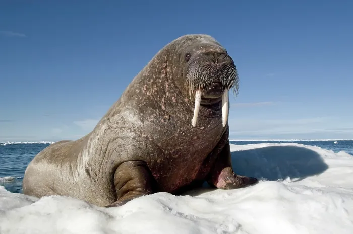 Framed Print : Walrus (Odobenus rosmarus) resting on ice, portrait, Igloolik, Foxe Basin, Nunavut, Canadian Arctic. July Framed Print : Walrus (Odobenus rosmarus) resting on ice, portrait, Igloolik, Foxe Basin, Nunavut, Canadian Arctic. July
