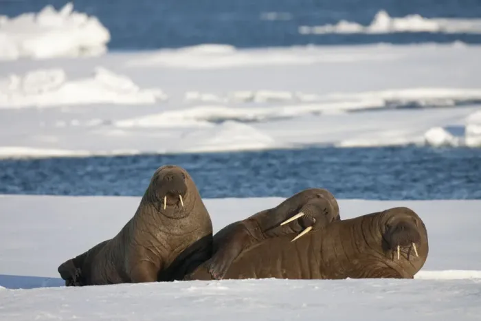 Framed Print : Three Walrus (Odobenus rosmarus) resting on sea ice, Svalbard, Norway, August 2009 Framed Print : Three Walrus (Odobenus rosmarus) resting on sea ice, Svalbard, Norway, August 2009