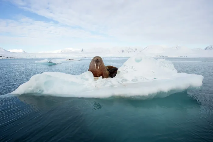 Framed Print : Walrus (Odobenus rosmarus) resting on sea ice, Svalbard, Norway. April Framed Print : Walrus (Odobenus rosmarus) resting on sea ice, Svalbard, Norway. April