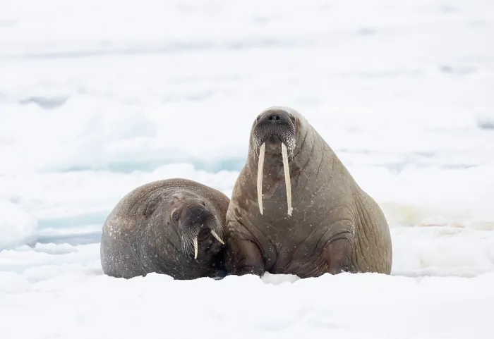 Framed Print : Two Walruses (Odobenus rosmarus) resting on sea ice, Svalbard, Norway. April Framed Print : Two Walruses (Odobenus rosmarus) resting on sea ice, Svalbard, Norway. April