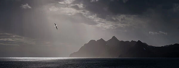 Wandering Albatross (Diomedea exulans) flying over the rugged coast near Stromness, South Georgia, South Atlantic. (digitally stitched image) February