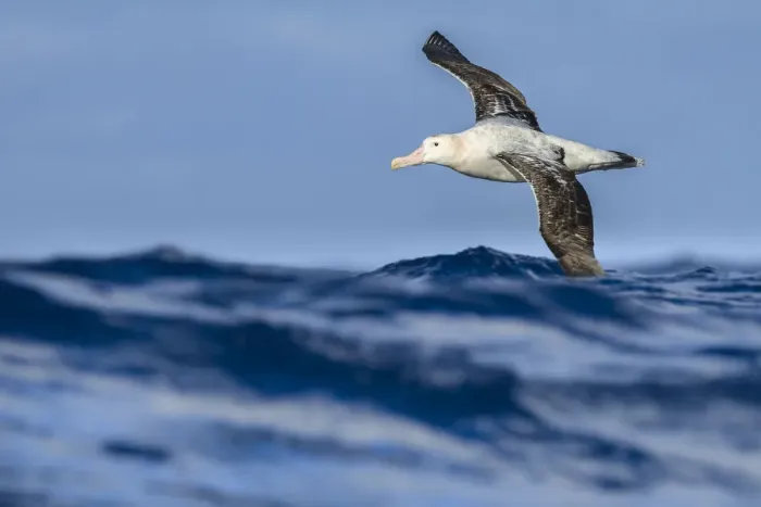 Framed Print : Wandering albatross (Diomedea exulans) flying on the open ocean, Drake passage, Antarctic Framed Print : Wandering albatross (Diomedea exulans) flying on the open ocean, Drake passage, Antarctic