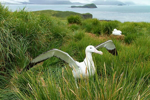 Wandering albatross (Diomedea exulans) male, standing with wings spread in courtship display, Prion Island, South Georgia