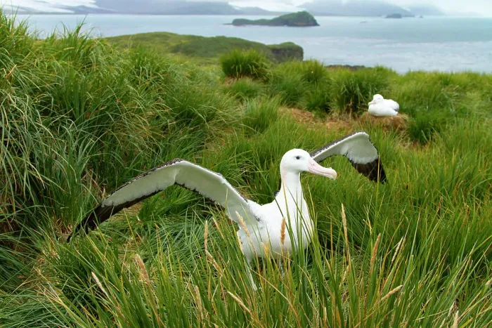 Framed Print : Wandering albatross (Diomedea exulans) male, standing with wings spread in courtship display, Prion Island, South Georgia Framed Print : Wandering albatross (Diomedea exulans) male, standing with wings spread in courtship display, Prion Island, South Georgia