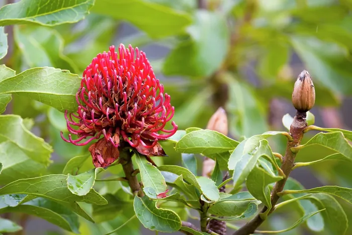 Framed Print : Waratah (Telopea speciosissima) in flower, Jarvis Bay, New South Wales, Australia Framed Print : Waratah (Telopea speciosissima) in flower, Jarvis Bay, New South Wales, Australia