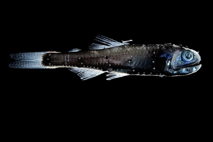 Framed Print : Warming's lanternfish (Ceratoscopelus warmingii) portrait, showing bioluminescence. It occupies depths of 700 to 1, 500m during the day and rises to 20 to 200m at night Framed Print : Warming's lanternfish (Ceratoscopelus warmingii) portrait, showing bioluminescence. It occupies depths of 700 to 1, 500m during the day and rises to 20 to 200m at night