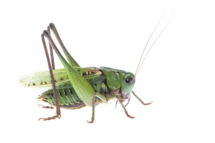 Framed Print : Wart biter (Decticus verrucivorus) portrait, Fliess, Naturpark Kaunergrat, Tirol Framed Print : Wart biter (Decticus verrucivorus) portrait, Fliess, Naturpark Kaunergrat, Tirol