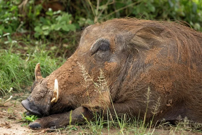 Framed Print : Warthog (Phacochoerus africanus) resting, portrait, Uganda Framed Print : Warthog (Phacochoerus africanus) resting, portrait, Uganda