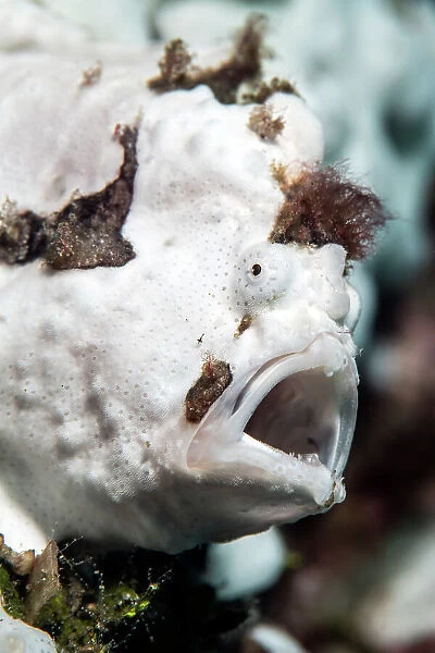 Warty frogfish (Antennarius maculatus) yawning in its hiding place amongst white sponges, Bitung, North Sulawesi, Indonesia, Molucca Sea