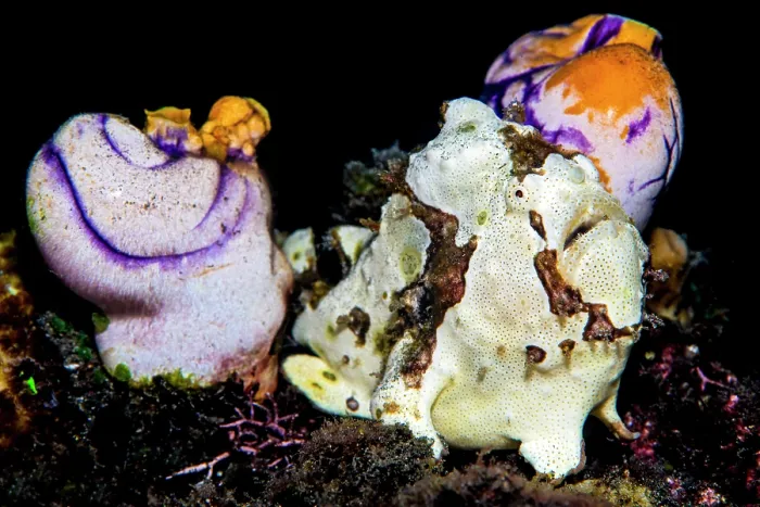 Framed Print : Warty frogfish (Antennarius maculatus) hiding between Royal seasquirts (Polycarpa aurata) on a coral reef, Bitung, North Sulawesi, Indonesia, Lembeh Strait, Molucca Sea Framed Print : Warty frogfish (Antennarius maculatus) hiding between Royal seasquirts (Polycarpa aurata) on a coral reef, Bitung, North Sulawesi, Indonesia, Lembeh Strait, Molucca Sea