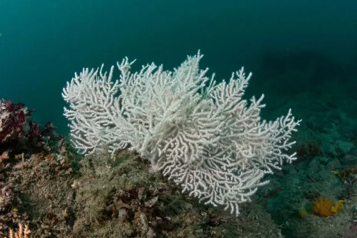 Framed Print : Warty / Pink sea fan coral {Eunicella verrucosa} white form, Channel Islands, UK Framed Print : Warty / Pink sea fan coral {Eunicella verrucosa} white form, Channel Islands, UK
