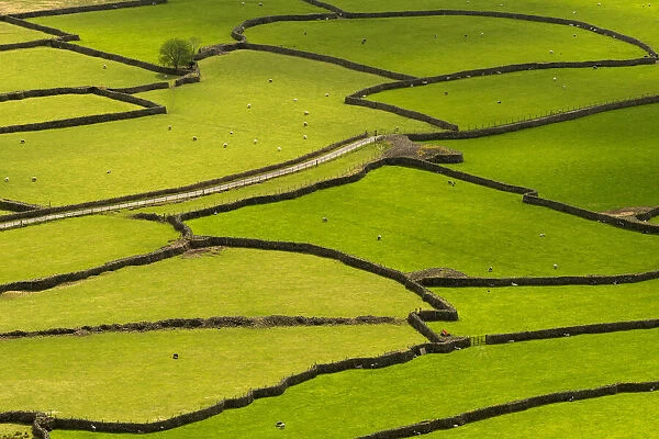 Wasdale Head from Kirk Fell, stone walls, livestock and ancient field patterns, The Lake District, Cumbria, UK. April