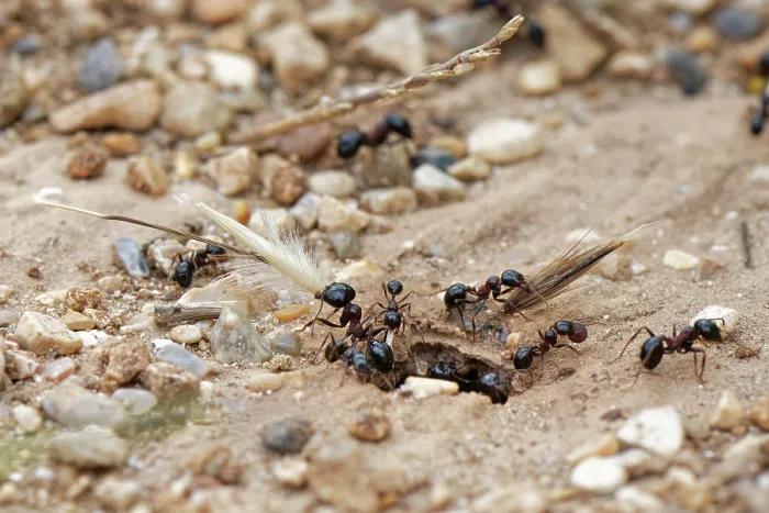 Framed Print : Wasmann's harvester ant (Messor wasmanni) workers carrying grass seeds into their nest in coastal sand dunes, Corfu, Greece. May Framed Print : Wasmann's harvester ant (Messor wasmanni) workers carrying grass seeds into their nest in coastal sand dunes, Corfu, Greece. May