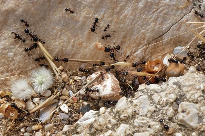 Framed Print : Wasmann's harvester ant (Messor wasmanni) workers carrying grass seeds to their nest on a rocky coastal hillside, Corfu, Greece. May Framed Print : Wasmann's harvester ant (Messor wasmanni) workers carrying grass seeds to their nest on a rocky coastal hillside, Corfu, Greece. May