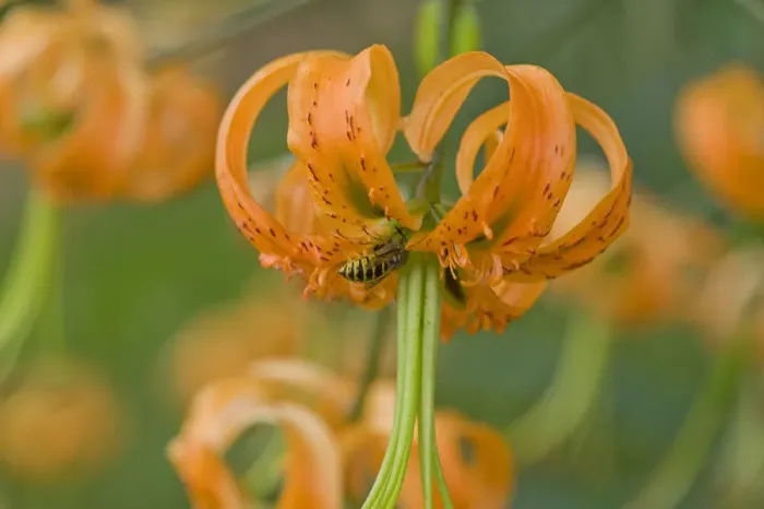 Framed Print : Wasp (Hymenoptera) robbing nectar from Henrys lily (Lilium henryi). Surrey, England, UK Framed Print : Wasp (Hymenoptera) robbing nectar from Henrys lily (Lilium henryi). Surrey, England, UK