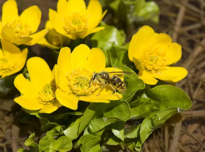 Framed Print : Wasp nectaring on Marsh marigold (Caltha palustris), picking up pollen on head, thorax Framed Print : Wasp nectaring on Marsh marigold (Caltha palustris), picking up pollen on head, thorax