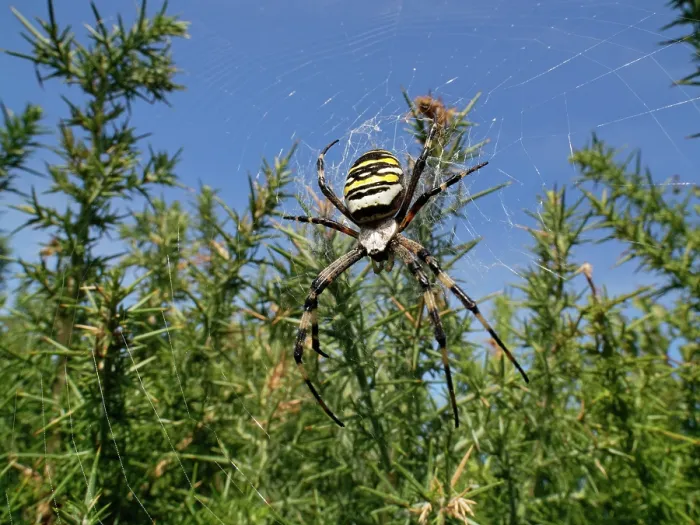 Framed Print : Wasp spider (Argiope bruennichi) female, on web among European gorse (Ulex europaeus) bushes in heathland, Dorset, England, UK. August Framed Print : Wasp spider (Argiope bruennichi) female, on web among European gorse (Ulex europaeus) bushes in heathland, Dorset, England, UK. August