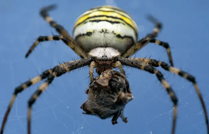 Framed Print : Wasp spider (Argiope bruennichi) female in her web feeding on insect prey, Lucerne, Switzerland. August. Focus stacked image Framed Print : Wasp spider (Argiope bruennichi) female in her web feeding on insect prey, Lucerne, Switzerland. August. Focus stacked image