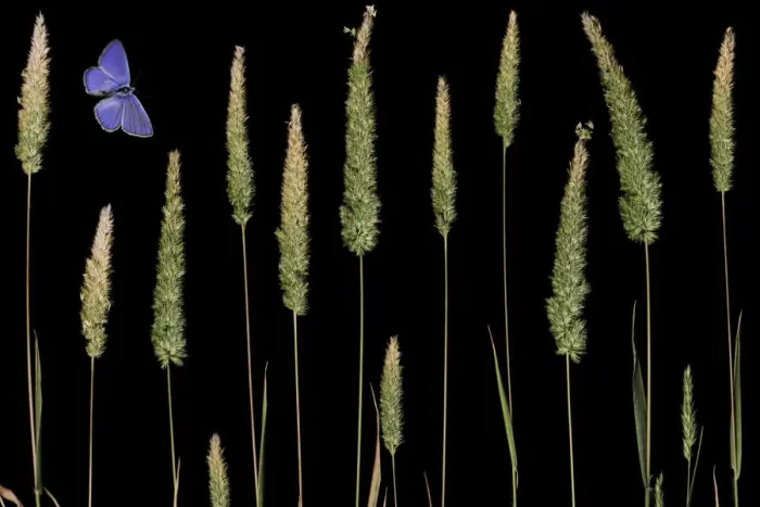 Framed Print : Water bent grass (Agrostis semiverticillata) and Eschers blue butterfly (Polyommatus Framed Print : Water bent grass (Agrostis semiverticillata) and Eschers blue butterfly (Polyommatus