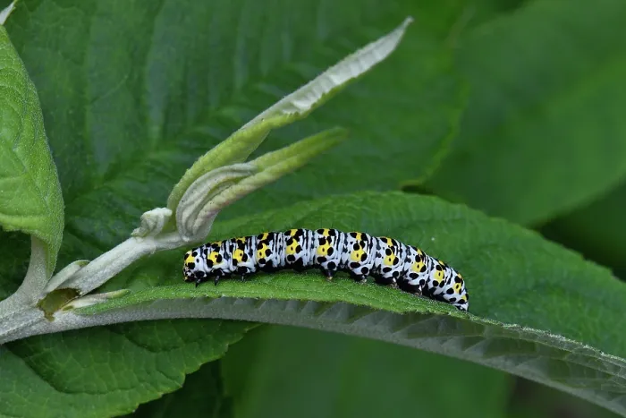 Framed Print : Water betony moth (Shargacucullia scrophulariae) caterpillar on a leaf, Vendee, France. May Framed Print : Water betony moth (Shargacucullia scrophulariae) caterpillar on a leaf, Vendee, France. May