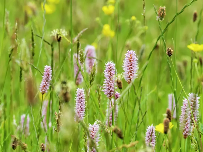 Framed Print : Water bistort (Persicaria amphibia) and Buttercups (Ranunculus sp.) flowering in a hay meadow, Ambleside, Lake District, Cumbria, UK. May Framed Print : Water bistort (Persicaria amphibia) and Buttercups (Ranunculus sp.) flowering in a hay meadow, Ambleside, Lake District, Cumbria, UK. May