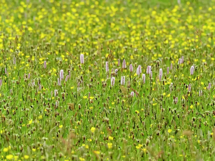 Framed Print : Water bistort (Persicaria amphibia) and Buttercups (Ranunculus sp.) flowering in a hay meadow, Ambleside, Lake District, Cumbria, UK. May Framed Print : Water bistort (Persicaria amphibia) and Buttercups (Ranunculus sp.) flowering in a hay meadow, Ambleside, Lake District, Cumbria, UK. May