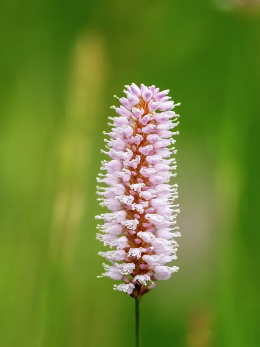 Framed Print : Water bistort (Persicaria amphibia) in flower, Ambleside, Lake District, Cumbria, UK. May Framed Print : Water bistort (Persicaria amphibia) in flower, Ambleside, Lake District, Cumbria, UK. May