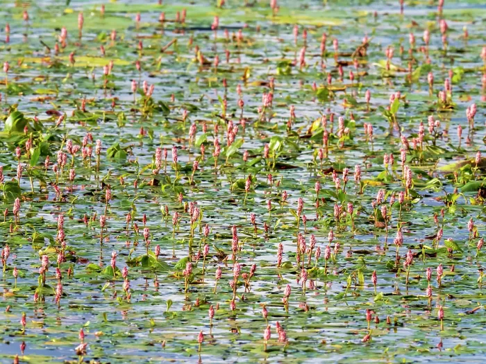 Framed Print : Water bistort (Persicaria amphibia) in flower on Lake Windermere, Ambleside, Lake District, Cumbria, UK. June Framed Print : Water bistort (Persicaria amphibia) in flower on Lake Windermere, Ambleside, Lake District, Cumbria, UK. June