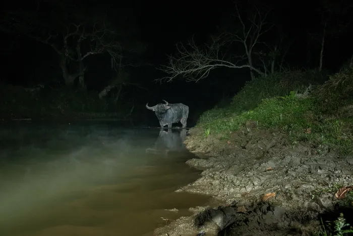 Framed Print : Water buffalo (Bubalus bubalis) crossing forest stream at night, Kaziranga Tiger Reserve, Assam, India. Camera trap image Framed Print : Water buffalo (Bubalus bubalis) crossing forest stream at night, Kaziranga Tiger Reserve, Assam, India. Camera trap image