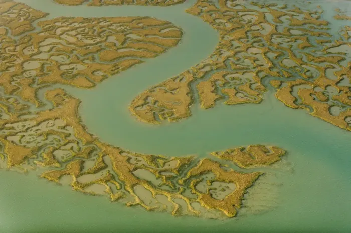 Framed Print : Water channels making patterns in saltmarsh, seen from the air. Abbotts Hall Farm Framed Print : Water channels making patterns in saltmarsh, seen from the air. Abbotts Hall Farm