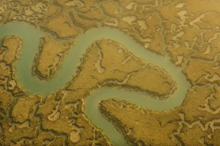 Framed Print : Water channels making patterns in saltmarsh, seen from the air. Abbotts Hall Farm Framed Print : Water channels making patterns in saltmarsh, seen from the air. Abbotts Hall Farm