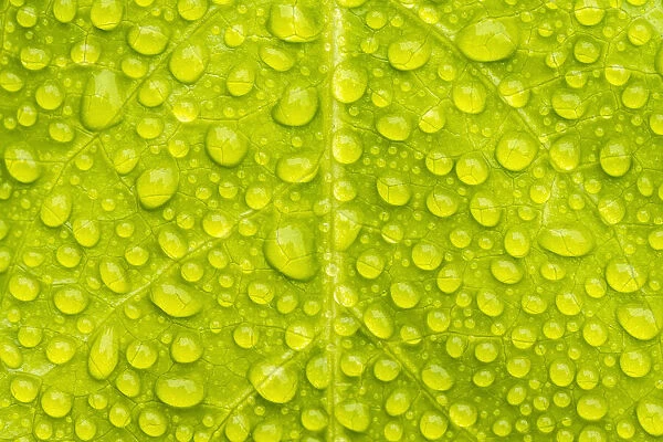 Water droplets on leaf creating a natural pattern, Tresco Tropical Garden, Tresco