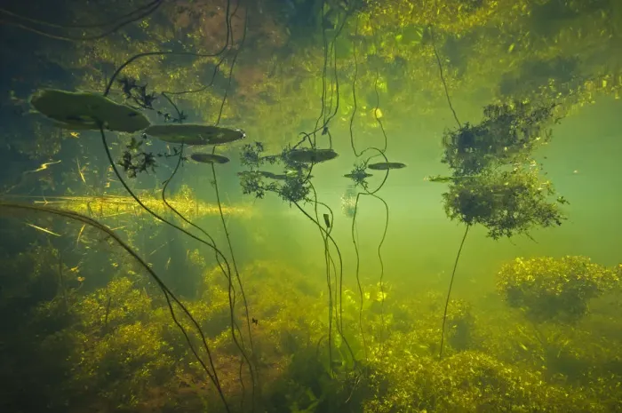 Framed Print : Water filled ditch with shadow of a tree on water with Fringed waterlily (Nymphoides