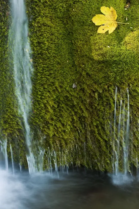 Framed Print : Water flowing over moss with a Sycamore leaf, Kosjak lake, Plitvice Lakes National Park