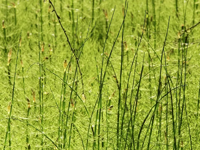 Framed Print : Water horsetail (Equisetum fluviatile) dense stand of sterile stems in a shallow lake margin, Cannop Bridge Marsh, Forest of Dean, Gloucestershire, England, UK. June Framed Print : Water horsetail (Equisetum fluviatile) dense stand of sterile stems in a shallow lake margin, Cannop Bridge Marsh, Forest of Dean, Gloucestershire, England, UK. June