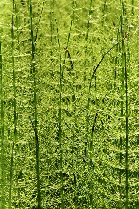 Framed Print : Water horsetail (Equisetum fluviatile) dense stand of sterile stems in a shallow lake margin, Cannop Bridge Marsh, Forest of Dean, Gloucestershire, England, UK. June Framed Print : Water horsetail (Equisetum fluviatile) dense stand of sterile stems in a shallow lake margin, Cannop Bridge Marsh, Forest of Dean, Gloucestershire, England, UK. June