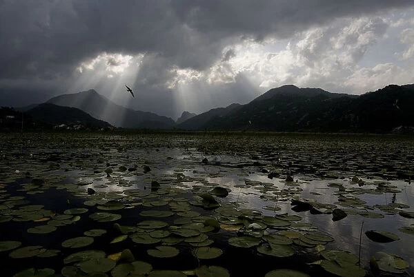 Water lilies covering surface of Lake Skadar with rays of sun coming through clouds