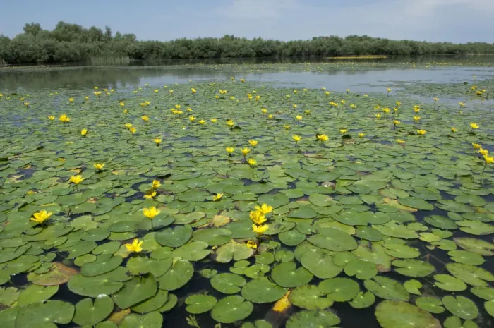 Framed Print : Water lilies on Lake Belau, Moldova, June 2009 Framed Print : Water lilies on Lake Belau, Moldova, June 2009