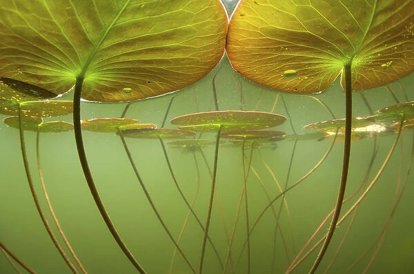 Water lilies (Nymphaea alba) lit by the suns rays, seen under water. Alps, Ain, France