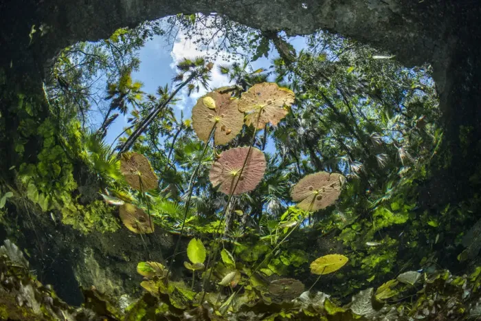 Framed Print : Water lilies at the surface in Cenote Nicte-Ha, Tulum, Quintana Roo, Yucatan Peninsula, Mexico Framed Print : Water lilies at the surface in Cenote Nicte-Ha, Tulum, Quintana Roo, Yucatan Peninsula, Mexico