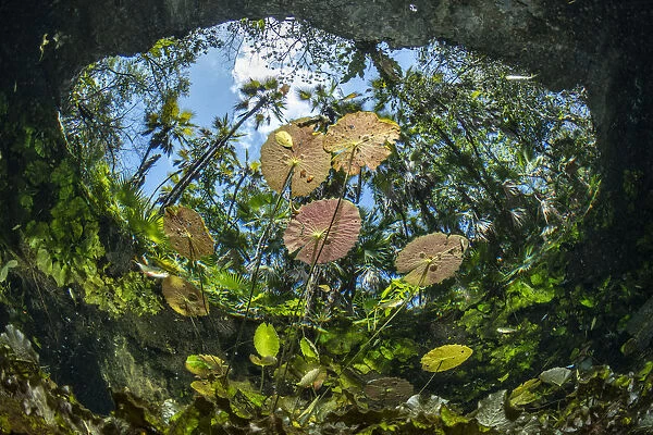 Water lilies at the surface in Cenote Nicte-Ha, Tulum, Quintana Roo, Yucatan Peninsula, Mexico