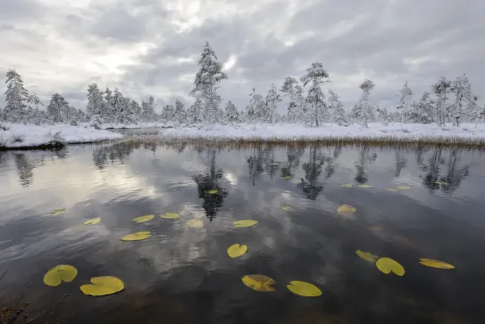 Framed Print : Water lily leaves in bog pool, with snow covered pine forest in the background, Tartumaa, Estonia Framed Print : Water lily leaves in bog pool, with snow covered pine forest in the background, Tartumaa, Estonia