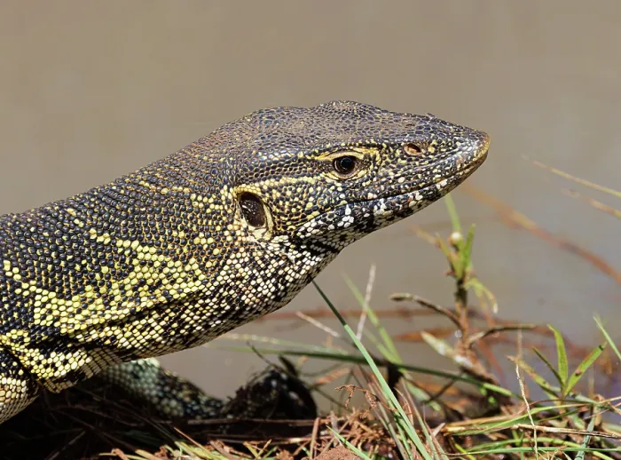 Framed Print : Water monitor lizard (Varanus niloticus) head portrait, Masai Mara National Reserve, Kenya Framed Print : Water monitor lizard (Varanus niloticus) head portrait, Masai Mara National Reserve, Kenya