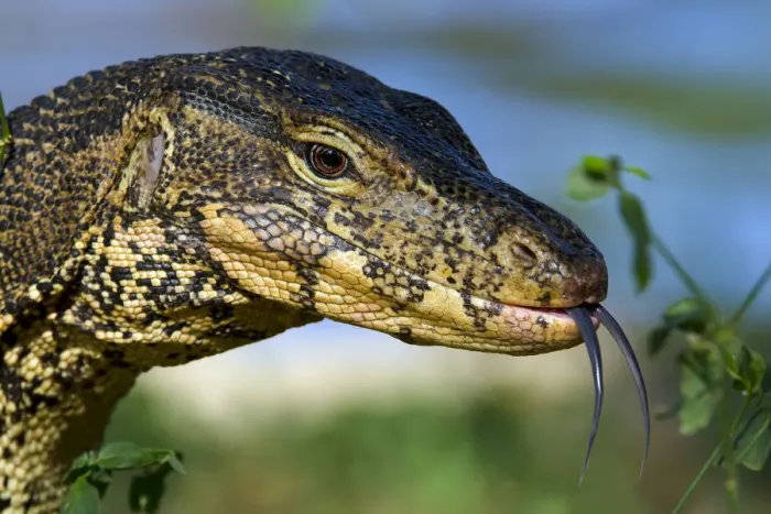 Framed Print : Water monitor (Varanus salvator), portrait, flicking tongue, Thailand Framed Print : Water monitor (Varanus salvator), portrait, flicking tongue, Thailand