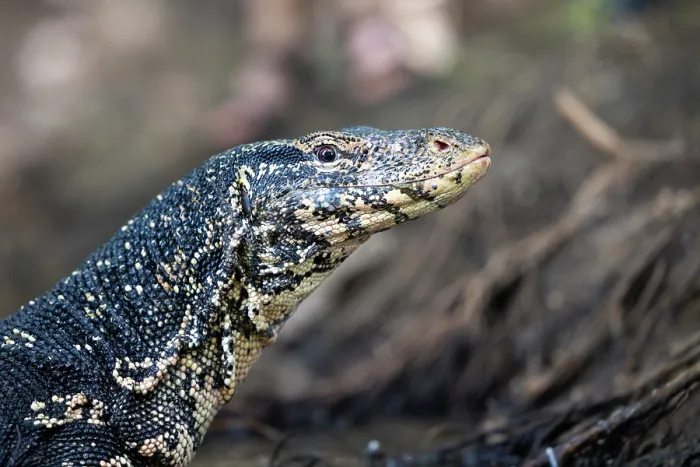 Framed Print : Water monitor (Varanus salvator) head portrait, Sri Lanka Framed Print : Water monitor (Varanus salvator) head portrait, Sri Lanka